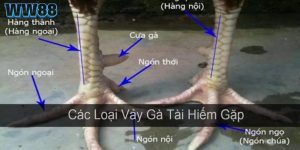 Vảy gà quý hiếm