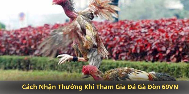Cách Nhận Thưởng Khi Tham Gia Đá Gà Đòn 69VN
