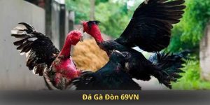 Đá Gà Đòn 69VN: Luật Chơi, Cách Xem Trận Đấu Và Nhận Thưởng